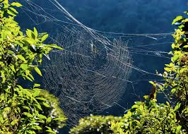 A picture of a Golden Orb spiderweb in Australia