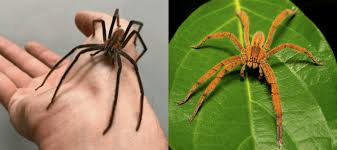A picture of two large spiders from Costa Rica